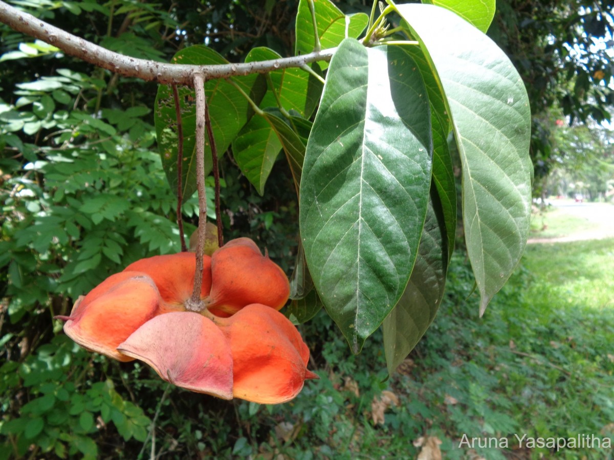 Sterculia balanghas L.